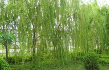 5 loại cây không nên trồng trước cửa nhà
